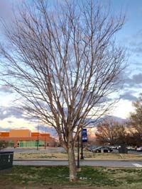 Sugar Maple Winter