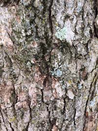 Swamp Chestnut Oak Bark