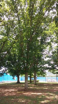 Swamp Chestnut Oak Tree