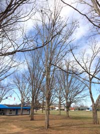 Swamp Chestnut Oak Winter