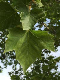 Sycamore Leaf