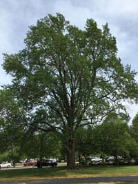 Tulip Poplar