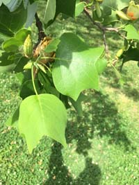 Tulip Poplar Leaf