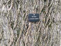 Tulip Poplar Tag