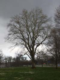 Tulip Poplar Winter