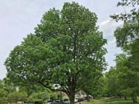 White Ash Tree