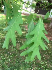 White Oak Leaf