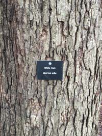 White Oak Tag